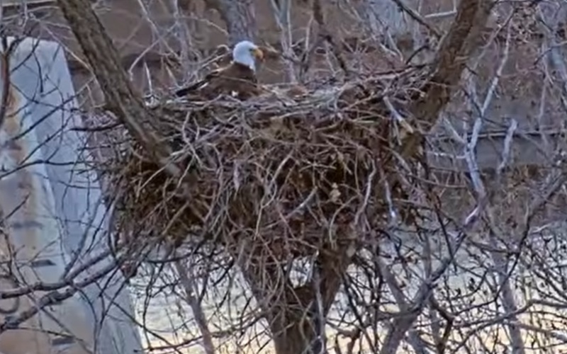 MN DNR Confirms Three Chicks in EagleCam Nest
