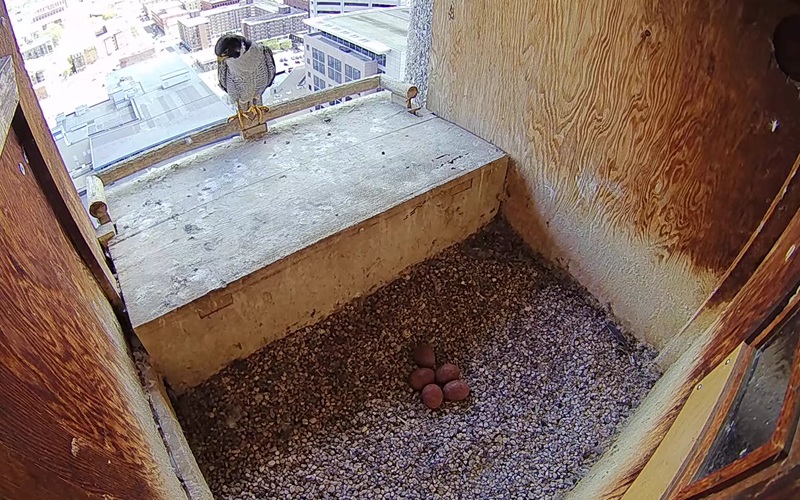 Fifth Egg Laid in DNR’s Peregrine Falcon Nest