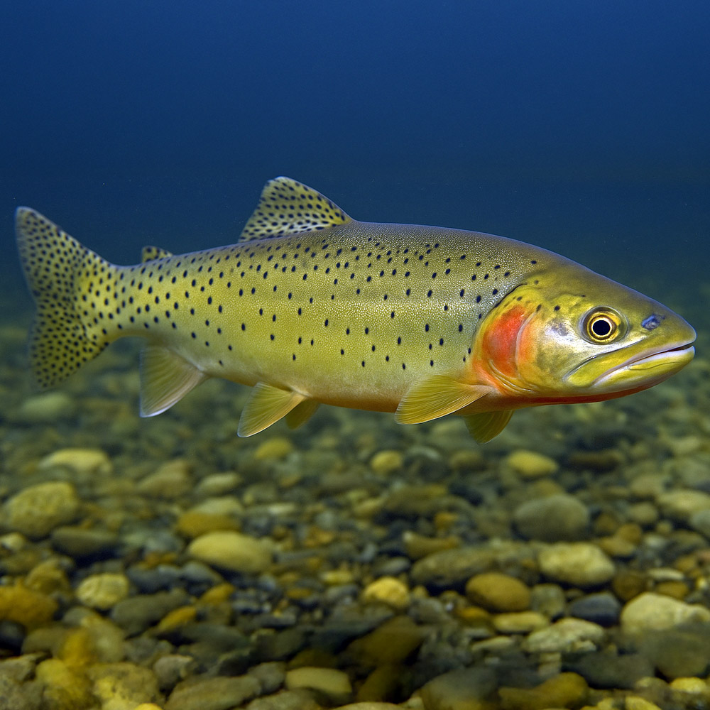 MINNESOTA’S TROUT SEASON OPENS SATURDAY