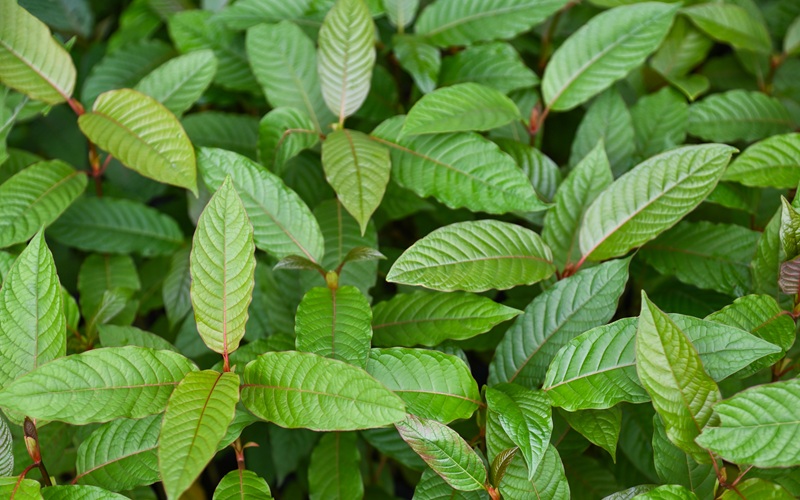 Kratom Bill Heading to Governor’s Desk